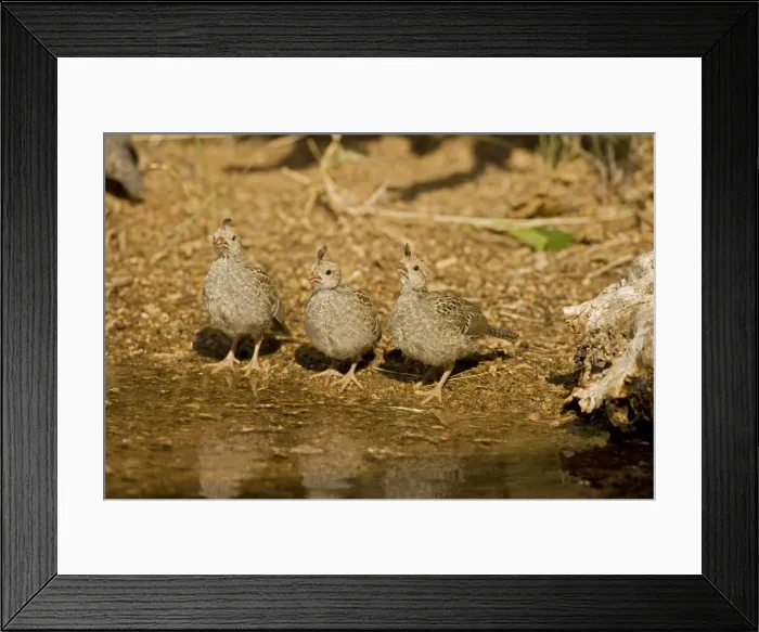 Framed Print : Gambel's Quail - Babies drinking from temporary pool- Arizona - USA Framed Print : Gambel's Quail - Babies drinking from temporary pool- Arizona - USA