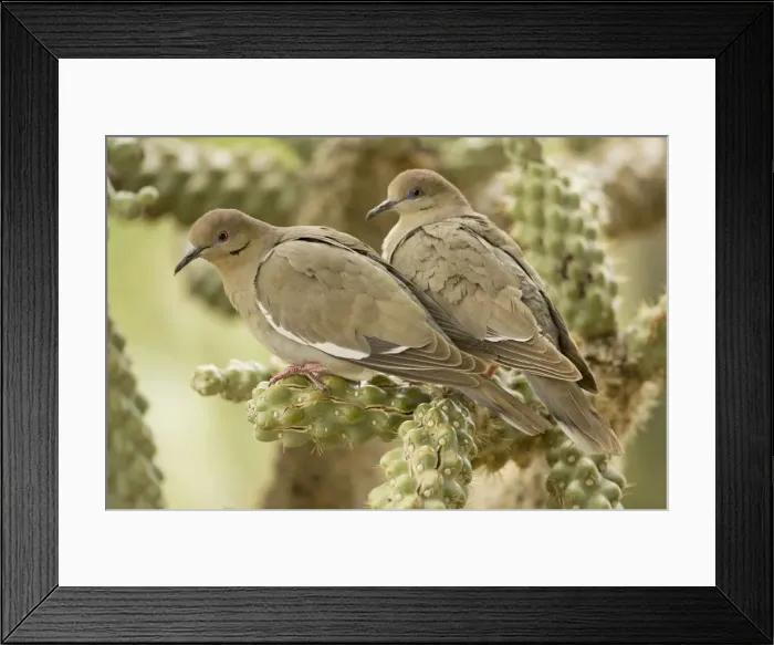 Framed Print : White-winged Dove - Perched on cholla cactus -Arizona - USA Framed Print : White-winged Dove - Perched on cholla cactus -Arizona - USA
