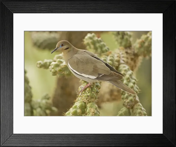Framed Print : White-winged Dove - Perched on cholla cactus -Arizona - USA Framed Print : White-winged Dove - Perched on cholla cactus -Arizona - USA