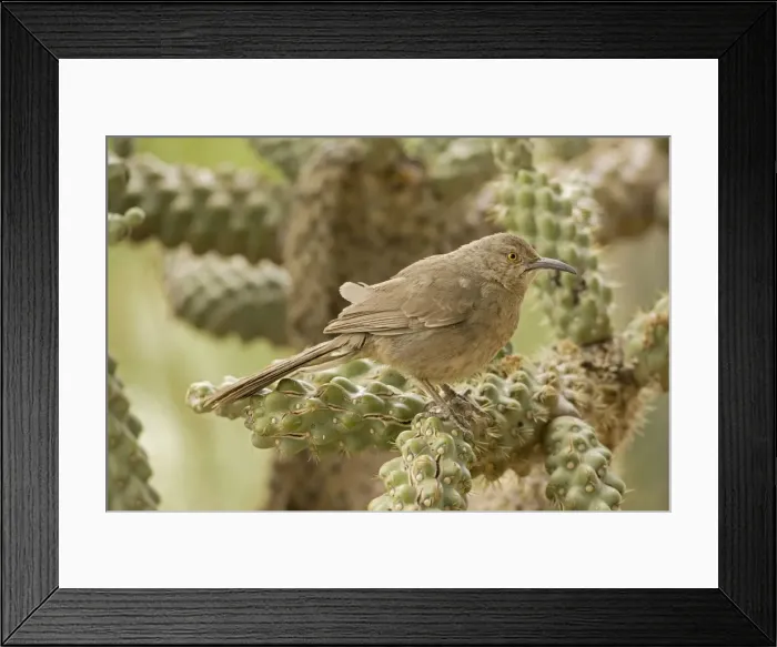 Framed Print : Curve-billed Thrasher - Perched on cholla cactus - Arizona - USA Framed Print : Curve-billed Thrasher - Perched on cholla cactus - Arizona - USA