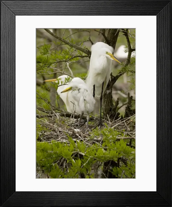 Framed Print : Great Egret - With young on nest - Louisiana - USA - Formerly called Common Egret and American Egret Framed Print : Great Egret - With young on nest - Louisiana - USA - Formerly called Common Egret and American Egret