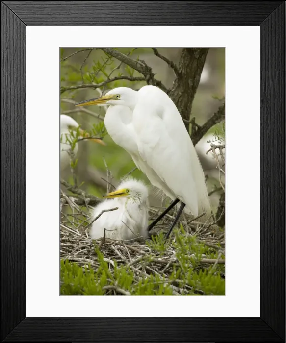 Framed Print : Great Egret - With young on nest - Louisiana - USA - Formerly called Common Egret and American Egret Framed Print : Great Egret - With young on nest - Louisiana - USA - Formerly called Common Egret and American Egret
