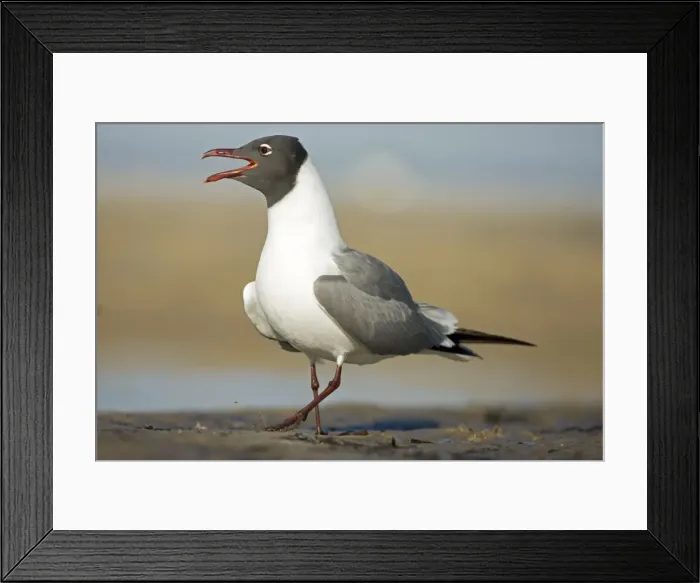 Framed Print : Laughing Gull - Adult in Breeding Plumage Calling - Gulf of Mexico coast - Mississippi - USA Framed Print : Laughing Gull - Adult in Breeding Plumage Calling - Gulf of Mexico coast - Mississippi - USA