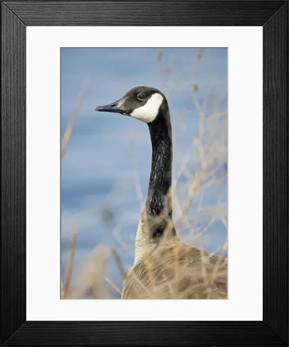 Framed Print : Canada Goose - Portrait - New York - USA Framed Print : Canada Goose - Portrait - New York - USA