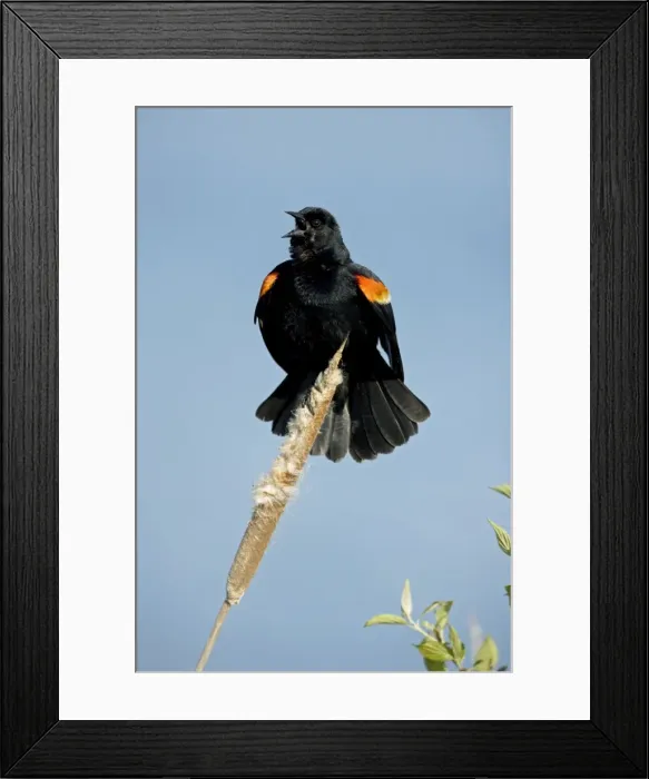 Framed Print : Red-winged Blackbird - Male callling - New York - USA Framed Print : Red-winged Blackbird - Male callling - New York - USA
