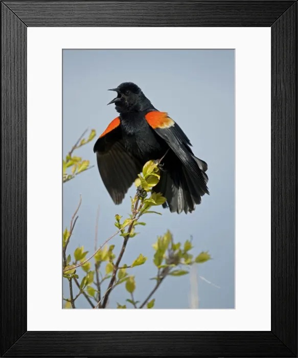 Framed Print : Red-winged Blackbird - Male callling - New York - USA Framed Print : Red-winged Blackbird - Male callling - New York - USA