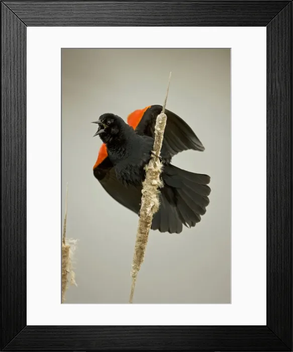 Framed Print : Red-winged Blackbird - Male callling - New York - USA Framed Print : Red-winged Blackbird - Male callling - New York - USA