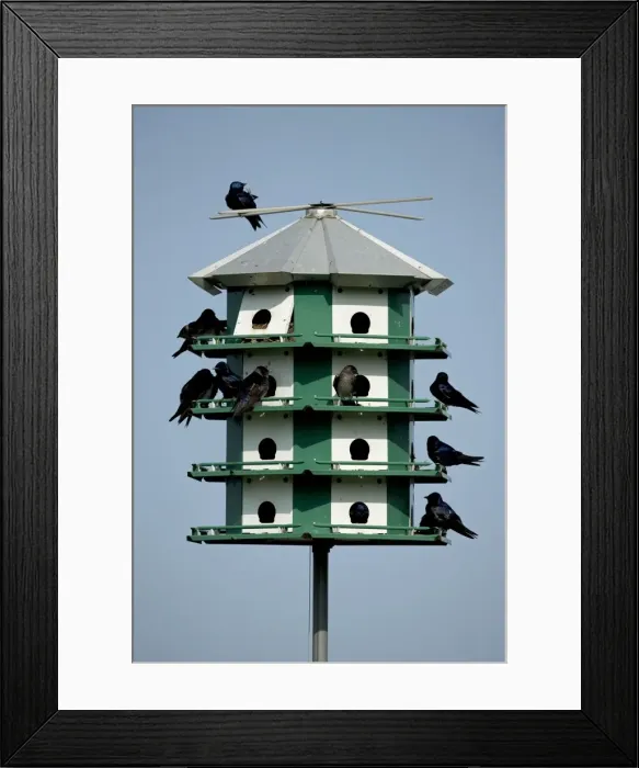 Framed Print : Purple Martins - On multicelled nesting house - New York - USA Framed Print : Purple Martins - On multicelled nesting house - New York - USA