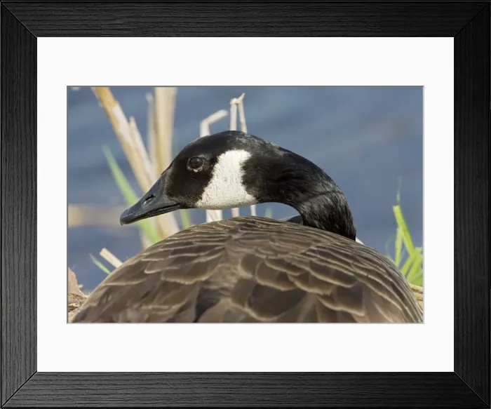 Framed Print : Canada Goose - New York - USA Framed Print : Canada Goose - New York - USA