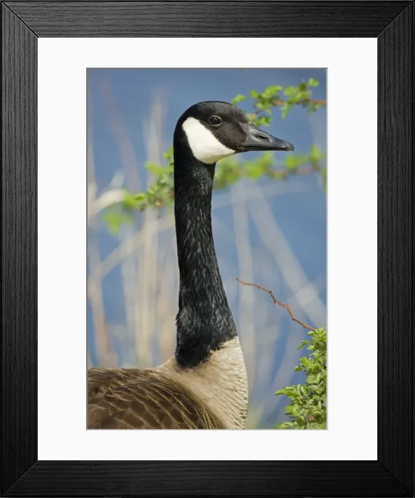 Framed Print : Canada Goose - Portrait - New York - USA Framed Print : Canada Goose - Portrait - New York - USA