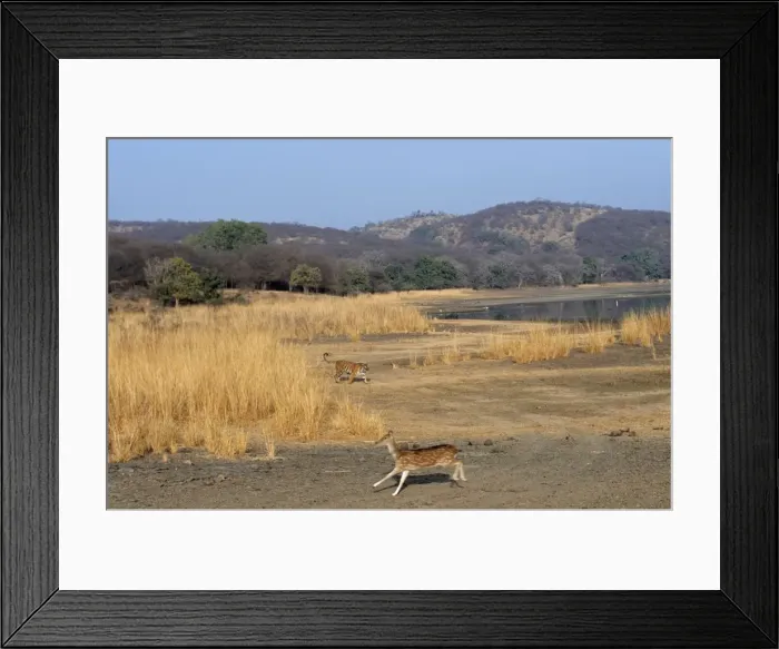 Framed Print : Chital / Spotted Deer Fleeing from Bengal / Indian Tiger. Ranthambore National Park, India Framed Print : Chital / Spotted Deer Fleeing from Bengal / Indian Tiger. Ranthambore National Park, India