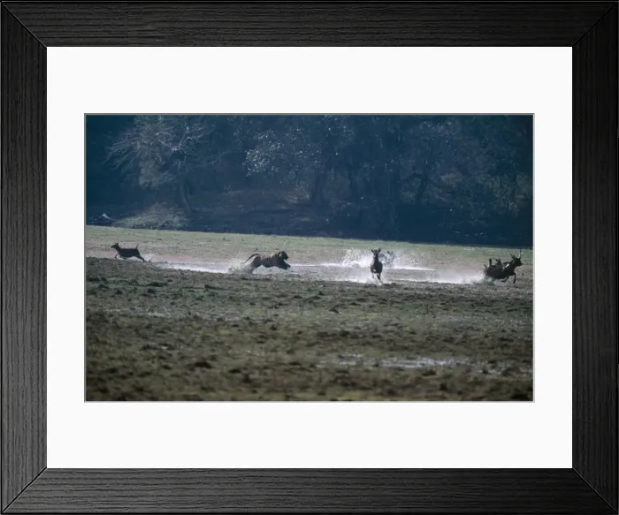 Framed Print : Tiger Chasing Sambar, Ranthembhore NP, India Framed Print : Tiger Chasing Sambar, Ranthembhore NP, India