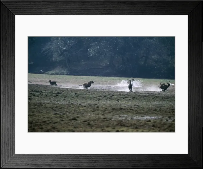 Framed Print : Tiger Chasing Sambar, Ranthambhore NP, India Framed Print : Tiger Chasing Sambar, Ranthambhore NP, India