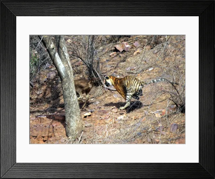 Framed Print : Tiger - Chasing Sambar (Cervus unicolor) Ranthambhore NP, Rajasthan, India Framed Print : Tiger - Chasing Sambar (Cervus unicolor) Ranthambhore NP, Rajasthan, India