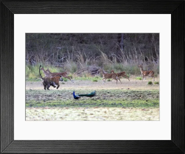Framed Print : Tiger - Chasing spotted deer (axis axis) Ranthambhore National Park, Rajasthan, India Framed Print : Tiger - Chasing spotted deer (axis axis) Ranthambhore National Park, Rajasthan, India