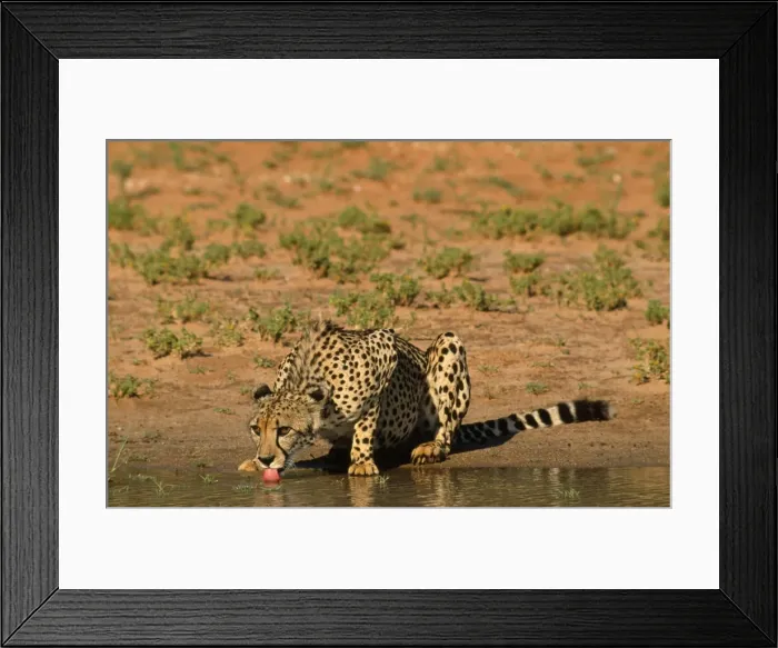Framed Print : Cheetah - drinking Kalahari Gemsbok Park, South Africa Framed Print : Cheetah - drinking Kalahari Gemsbok Park, South Africa