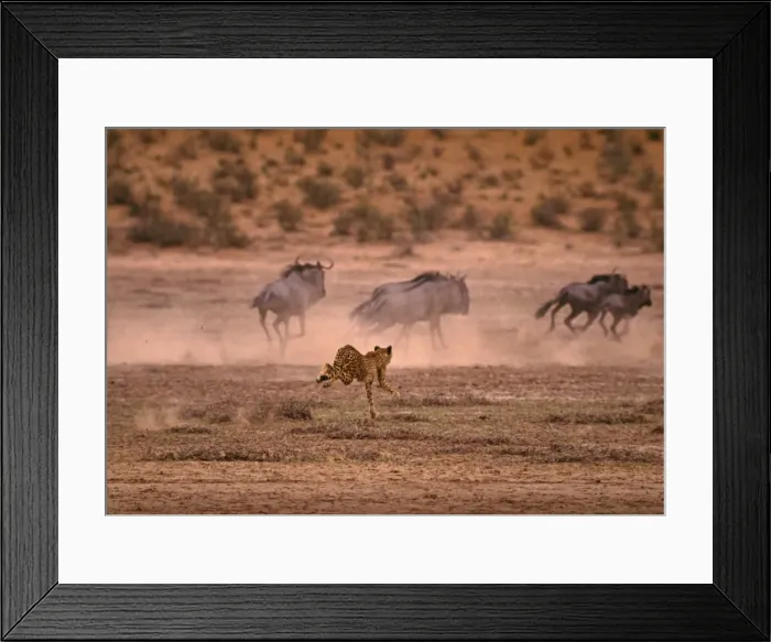 Framed Print : Cheetah chases Wildebeest / Gnu. Kalahari Gemsbok Park, South Africa Framed Print : Cheetah chases Wildebeest / Gnu. Kalahari Gemsbok Park, South Africa
