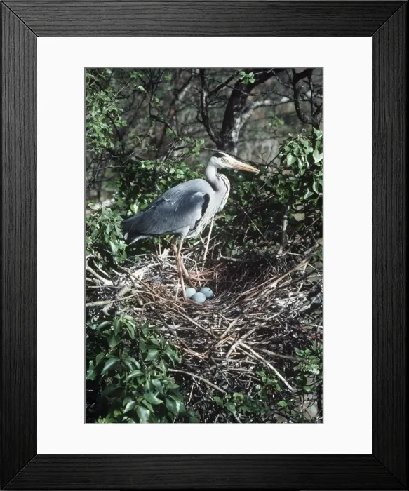 Framed Print : Grey Heron On nest + eggs x 3 Framed Print : Grey Heron On nest + eggs x 3