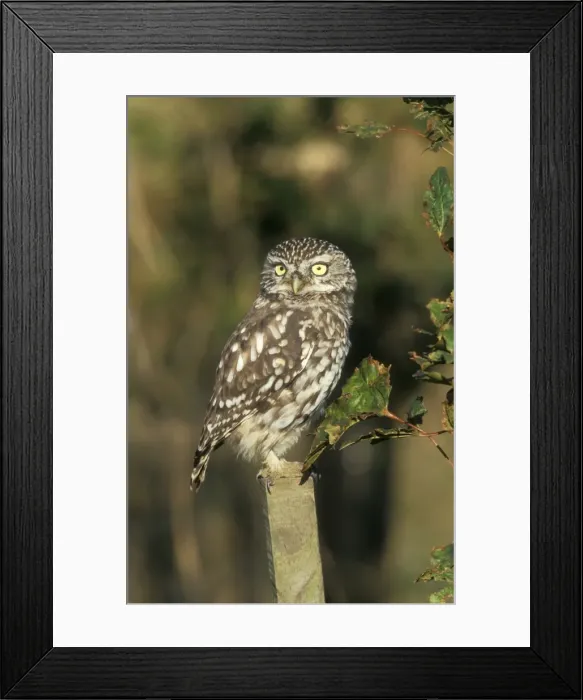 Framed Print : Little Owl Framed Print : Little Owl
