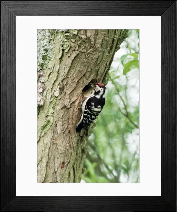 Framed Print : Lesser Spoted Woodpecker Framed Print : Lesser Spoted Woodpecker