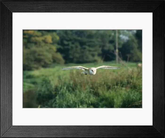 Framed Print : Barn Owl. CK-1809. BARN OWL - in flight over field Framed Print : Barn Owl. CK-1809. BARN OWL - in flight over field