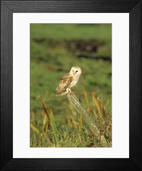 Framed Print : Barn Owl. CK-1819. BARN OWL - PERCHING ON POST Framed Print : Barn Owl. CK-1819. BARN OWL - PERCHING ON POST