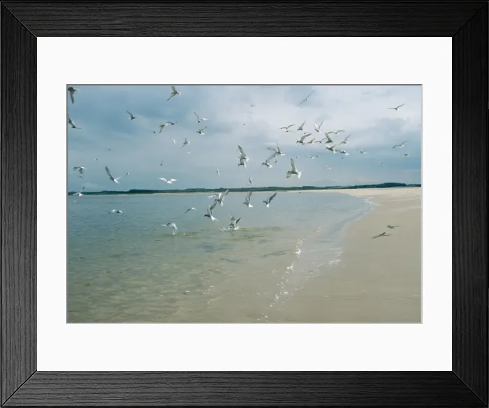 Framed Print : Common Tern - fishing Framed Print : Common Tern - fishing
