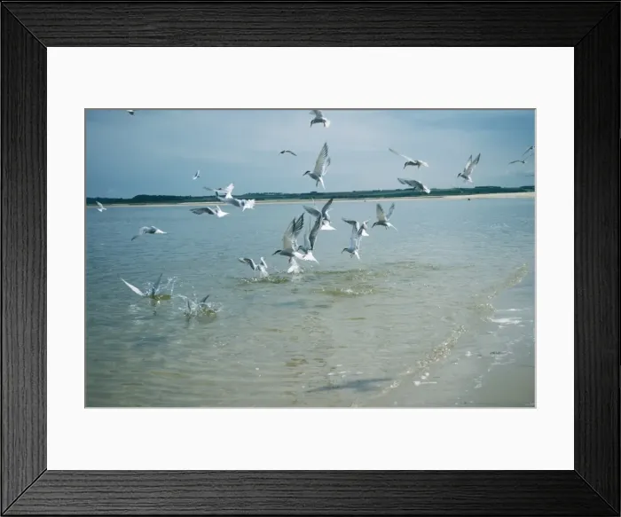 Framed Print : Common Tern - fishing Framed Print : Common Tern - fishing