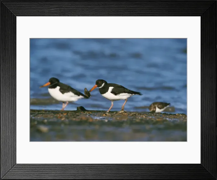 Framed Print : Oystercatcher With mussel Framed Print : Oystercatcher With mussel