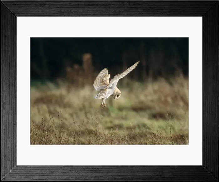 Framed Print : Barn Owl. CK-3971-c. Barn Owl. Tyto alba Framed Print : Barn Owl. CK-3971-c. Barn Owl. Tyto alba