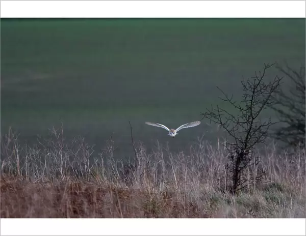Barn Owl - Hunting in daylight on bracon bank - Norfolk UK