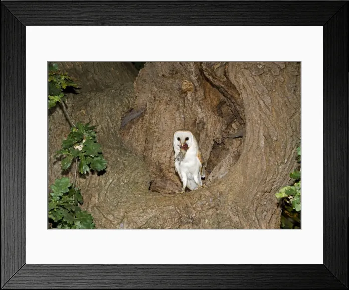 Framed Print : Barn Owl - With prey short-tailed vole at nest hole in oak tree - Norfolk UK