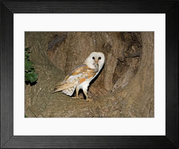 Framed Print : Barn Owl - With prey shrew in nest hole in oak tree - Norfolk Uk Framed Print : Barn Owl - With prey shrew in nest hole in oak tree - Norfolk Uk