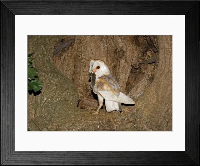 Framed Print : Barn Owl - With prey at nest hole in oak tree - Norfolk UK Framed Print : Barn Owl - With prey at nest hole in oak tree - Norfolk UK