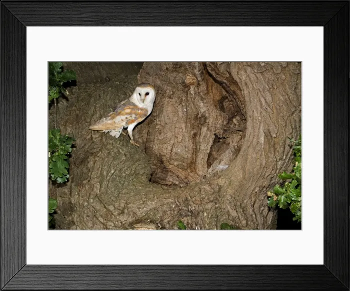 Framed Print : Barn Owl - standing beside nest hole in oak tree, Norfolk, U. K. Norfolk U. k Framed Print : Barn Owl - standing beside nest hole in oak tree, Norfolk, U. K. Norfolk U. k