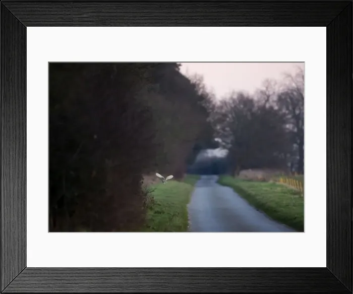 Framed Print : Barn Owl, hunting beside road in evening, Norfolk, U. K Framed Print : Barn Owl, hunting beside road in evening, Norfolk, U. K