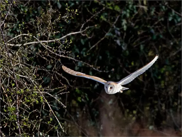 Barn Owl - Hunting in evening - Norfolk, U. K