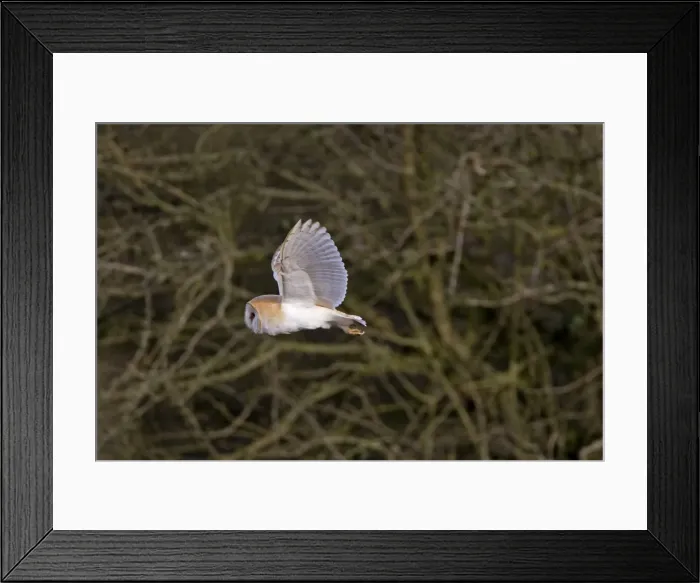 Framed Print : Barn Owl - Hunting in daylight - Norfolk UK Framed Print : Barn Owl - Hunting in daylight - Norfolk UK
