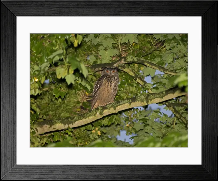 Framed Print : Eagle Owl - Perched in tree - in the area for two years - Norfolk UK Framed Print : Eagle Owl - Perched in tree - in the area for two years - Norfolk UK