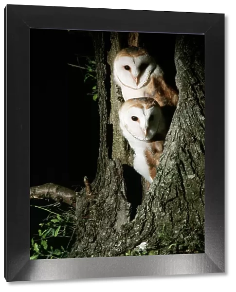 Barn Owl. CK-977. Barn Owl. UK. Tyto alba