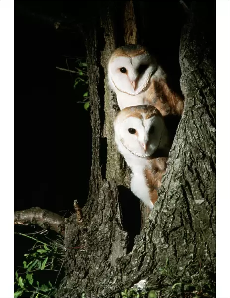 Barn Owl. CK-977. Barn Owl. UK. Tyto alba