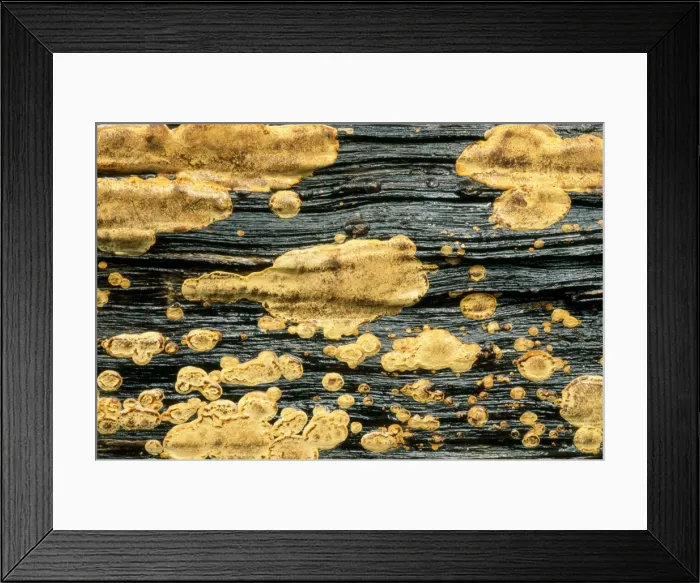 Framed Print : Golden Crustose Lichen on fallen tree trunk, Alum Bluffs Trail, Great Smoky national Park, Tennessee, USA Framed Print : Golden Crustose Lichen on fallen tree trunk, Alum Bluffs Trail, Great Smoky national Park, Tennessee, USA
