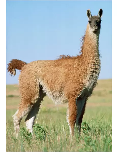 Llama South America