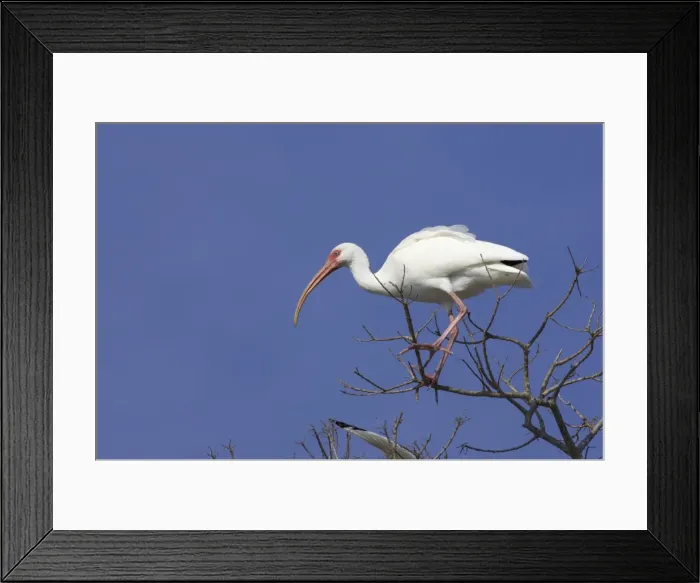 Framed Print : White Ibis - in tree Lake Marian, florida, USA BI000911