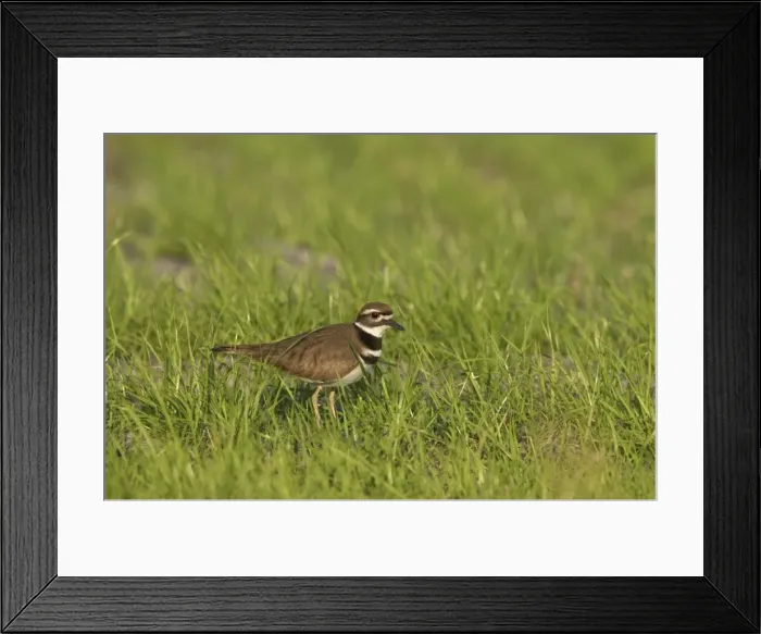 Framed Print : Killdeer - Lake Kissimee, florida, USA BI001985 Framed Print : Killdeer - Lake Kissimee, florida, USA BI001985