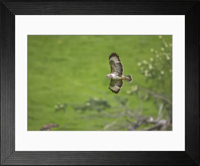 Framed Print : Buzzard - in flight Mid Wales BI003074 Framed Print : Buzzard - in flight Mid Wales BI003074