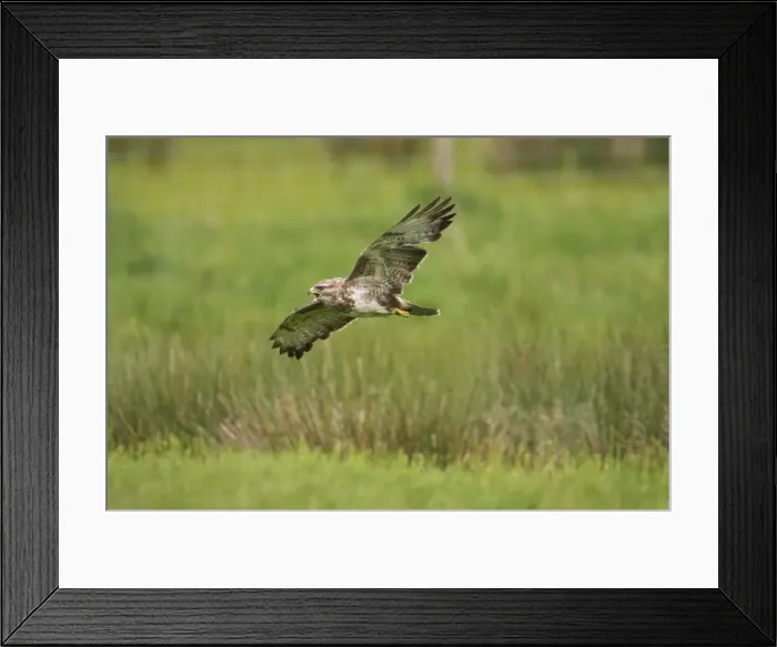 Framed Print : Buzzard - calling in flight Mid Wales BI003081