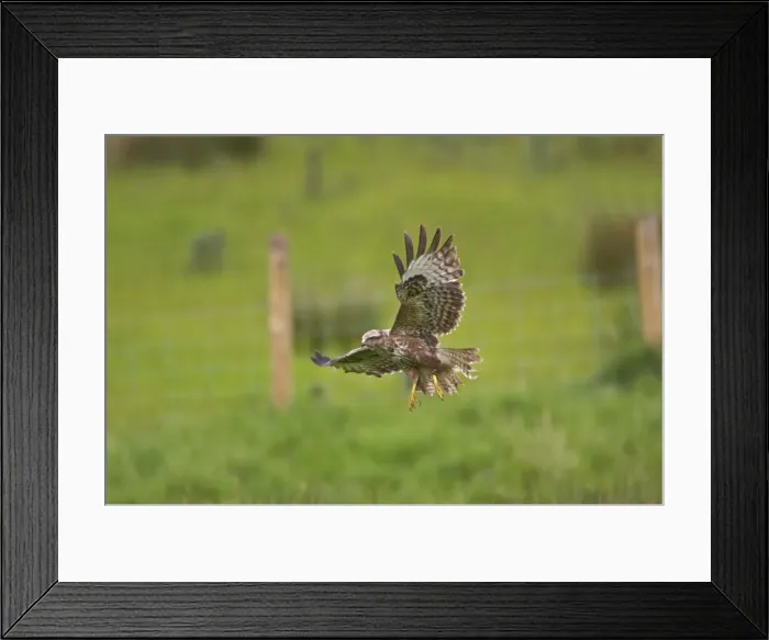 Framed Print : Buzzard - coming in to land in field Mid Wales BI003084 Framed Print : Buzzard - coming in to land in field Mid Wales BI003084