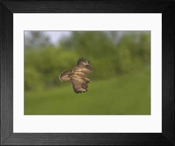 Framed Print : Buzzard - in flight Mid Wales BI003087 Framed Print : Buzzard - in flight Mid Wales BI003087
