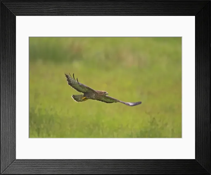 Framed Print : Buzzard - in flight Mid Wales BI003092 Framed Print : Buzzard - in flight Mid Wales BI003092